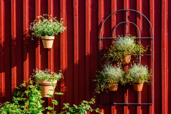 potted plant on a fence