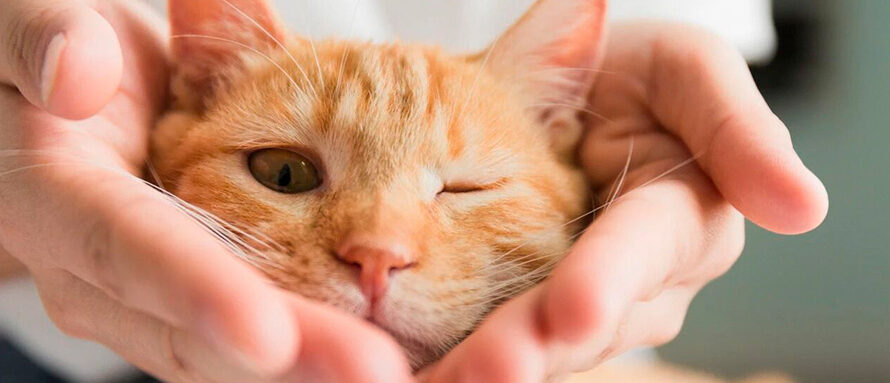 人宠关系深化，宠物产业趋向“拟人化”消费浪潮！